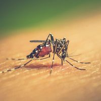 El coronavirus no es la única enfermedad que se cobra vidas: segunda víctima fatal por dengue en San