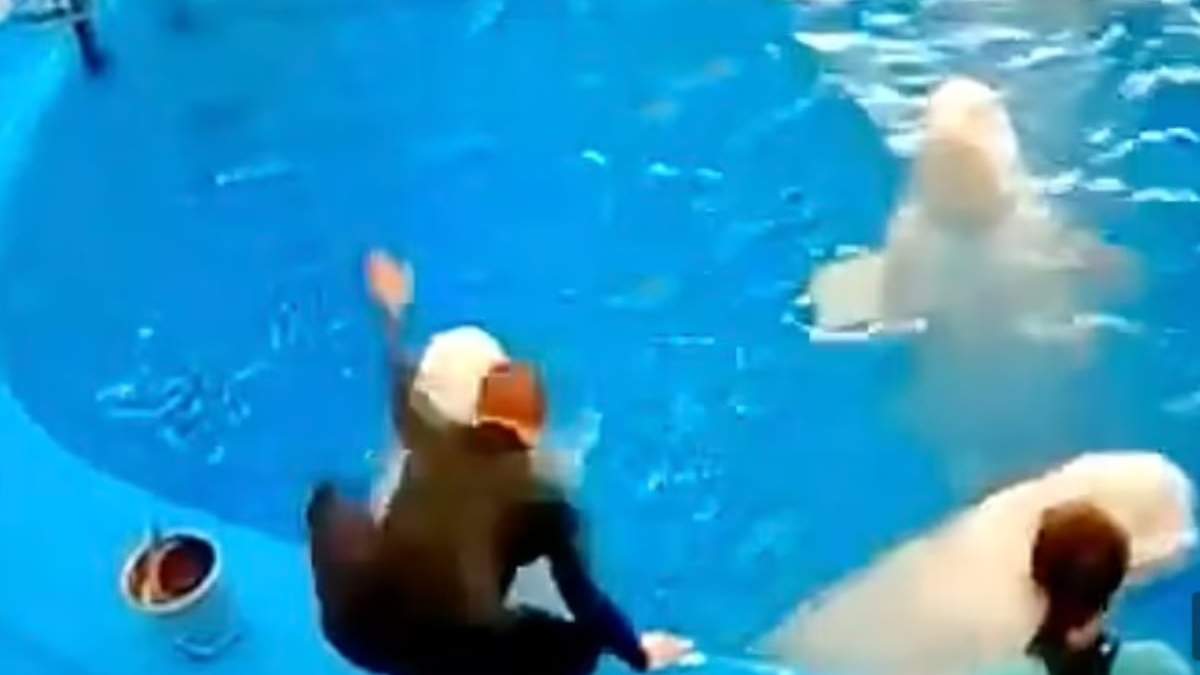 El entrenador fue captado en video cuando golpea a los dos ejemplares de ballenas beluga