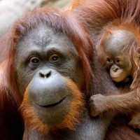 Como los humanos: los orangutanes cambian su “jerga” según el entorno social