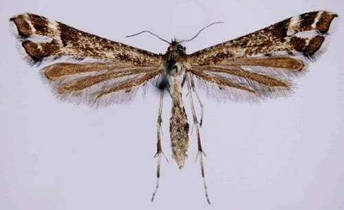 Singularia Alternaria. Fuente: (Museo de Historia Natural)