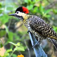 Seguro no lo sabías: por qué el pájaro carpintero no es en verdad un pájaro