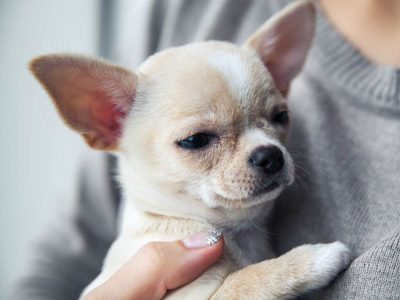 Curiosidades del Chihuahua: el perro más pequeño del mundo que se destaca por su protección y valentía