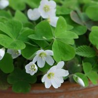 La planta que crece como maleza en tu jardín y puede reemplazar perfectamente al limón