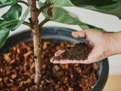 El fertilizante casero con 5 ingredientes que revitaliza tus plantas como nunca antes