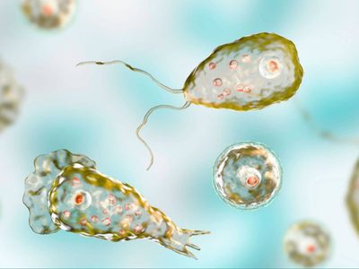 Alerta en Estados Unidos por presencia de ameba “comecerebros” en el agua