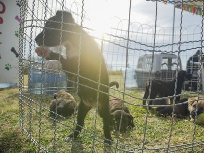Neuquén realizó su primera Feria Animalada