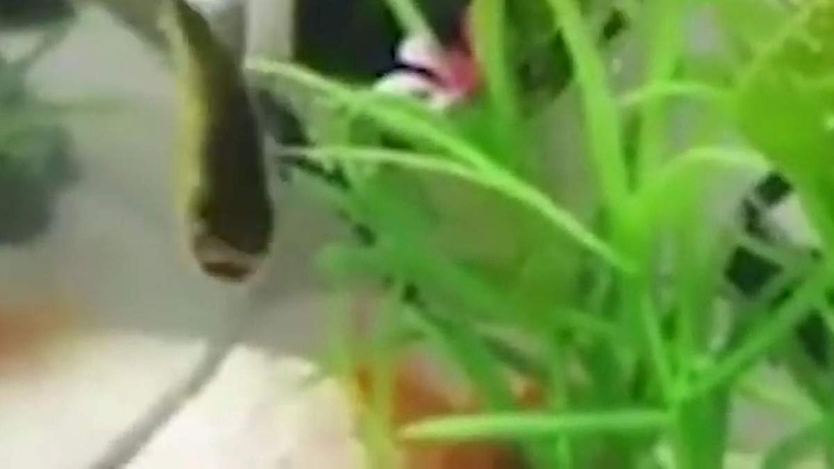 Pez que se ha hecho viral
