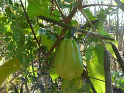 La planta súper fácil de cosechar que regala un gran alimento bajo en calorías