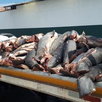Hallan 300 tiburones muertos en carretera de Michoacán