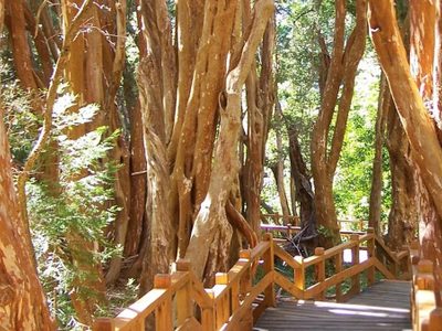 Desde Parques Nacionales aseguran que el bosque de Arrayanes "no está muriendo"