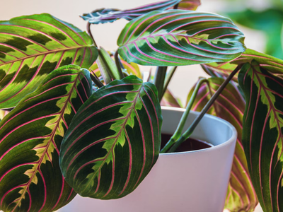 La hermosa planta de interior que se mueve en busca de la luz y que es una verdadera joya