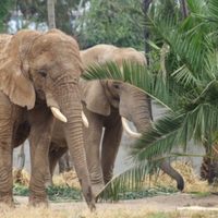 Las elefantas Gipsy y Ely se acoplan con éxito tras convivir 10 meses en San Juan de Aragón