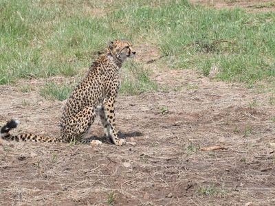 Y un día, volvieron: India reintrodujo 8 chitas después de siete décadas extintos
