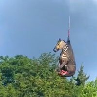 La increíble historia de Ed, la cebra "voladora" que se volvió viral