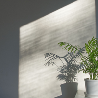 La majestuosa planta que aporta elegancia y estilo y que convierte tu hogar en un verdadero jardín tropical