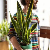 La popular planta que todos quieren tener en su casa y que esconde un secreto que pocos conocen