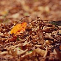 En vez de tirar las hojas secas: convertí tu jardín en un espacio más saludable y cuidado con este método natural de reciclaje