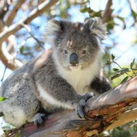 Por qué Australia sacrificó 750 koalas desde helicópteros con francotiradores