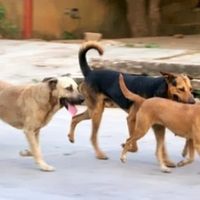 Zapala: perros callejeros también son asistidos