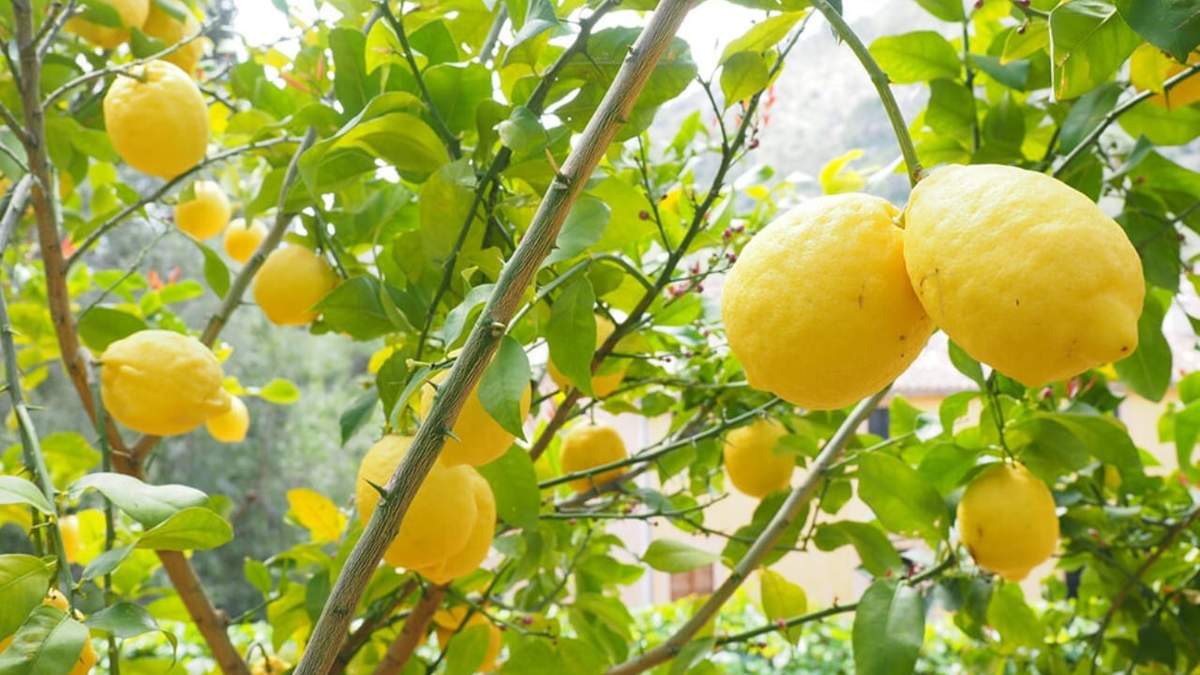 Limonero. Fuente: (Instagram)