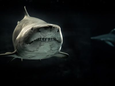 La razón por la que los tiburones están perdiendo sus dientes