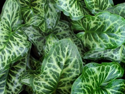 Bonitas pero engañosas: dos plantas que pueden estar creciendo en tu jardín y que esconden un peligroso secreto