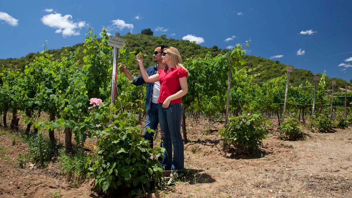 El enoturismo se renueva para sobrevivir al Covid 19. Fuente: (Twitter)