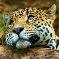 Nacieron dos yaguaretés silvestres después de 70 años de extinción