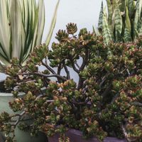 Árbol de Jade: el secreto para una planta robusta