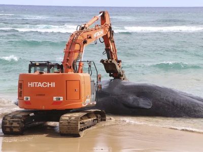 Ballena muerta en Hawai tenía plástico en el estómago