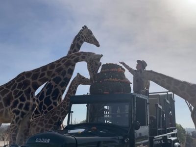 La jirafa Benito se integra a su nueva familia en Africam Safari (Video)