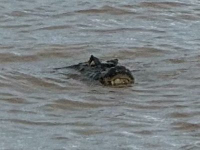 Sorpresa en la costa de Rosario: apareció un yacaré gigante