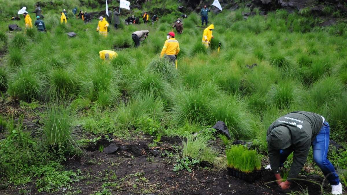 Niños reforestando. Sembrar consciencia