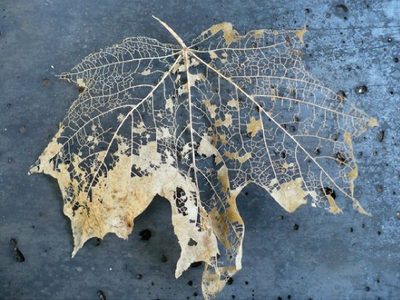 El insecto que habita en tu jardín y que se come las hojas de tus plantas hasta dejar solo el esqueleto