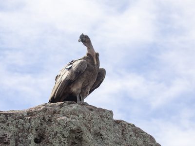 La suelta de cóndores más grande de Argentina fue en Río Negro: las imágenes