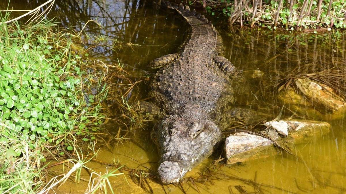 Cocodrilo en zoológico de Jerusalén