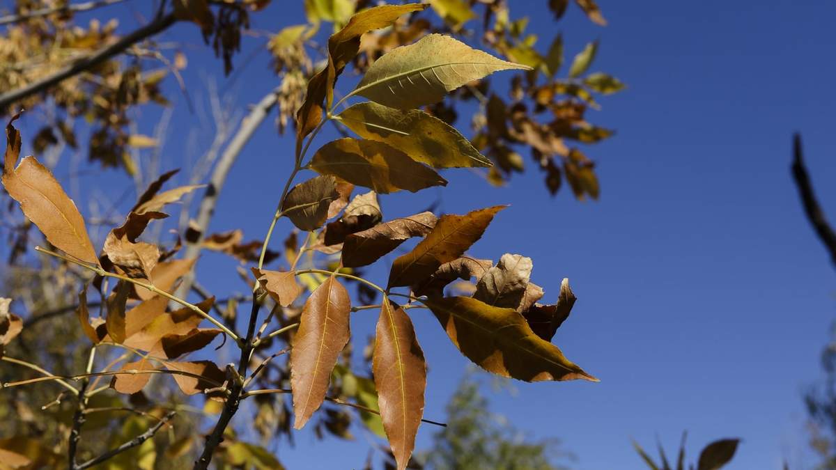Clima fresco de otoño con cielos despejados. Fuente: (Emiliano Ortiz)