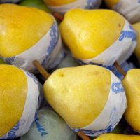 Productores de fruta del Alto Valle piden un dólar diferencial para la actividad