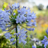 Bonita pero peligrosa: la planta que todos quieren en su jardín, pero esconde un secreto que nadie imagina