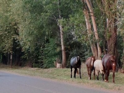 Autoridades provinciales evalúan crear patrullas para custodiar a los animales sueltos en rutas