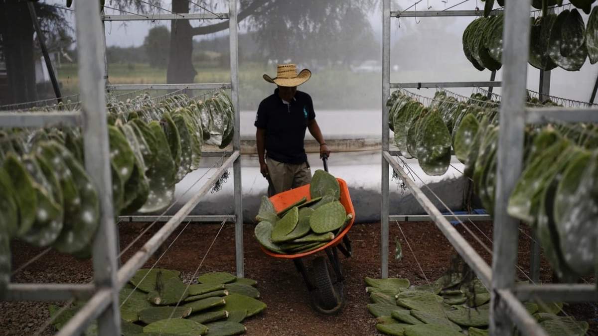 Miguel García empuja una carreta llena de nopales en el invernadero de su familia, en San Francisco Tepeyecac, Puebla