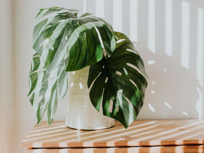Así podés crear esta planta artificial y "low cost" para tu hogar y solo necesitás esto tan económico