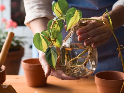 Más fácil imposible: el truco para que tus plantas en agua crezcan sanas y no se pudran en pocas semanas