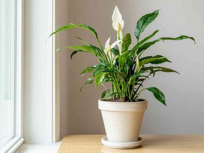 4 plantas que son perfectas para poner en tu dormitorio porque purifican el aire y mejoran el sueño