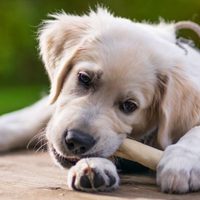 Seis consejos clave para proteger a tus mascotas en estas Fiestas