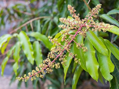 Frutas por siempre: la forma simple de cultivar tus propios mangos y ahorrar mucho en la verdulería