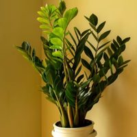 La planta indestructible más recomendada por el feng shui porque atrae la buena energía y la prosperidad