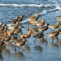 Crearían un plan nacional para la conservación de las aves playeras y su entorno