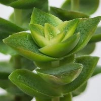 La forma de propagar tu suculenta acordeón y tener miles de plantitas para vender o regalar