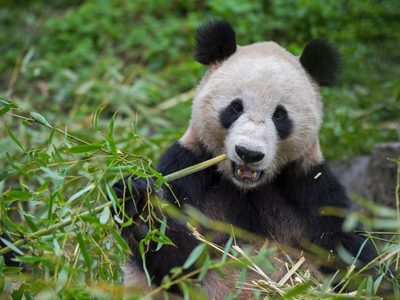 Los pandas gigantes también vivieron en Europa: hallaron restos del último que habitó esas tierras